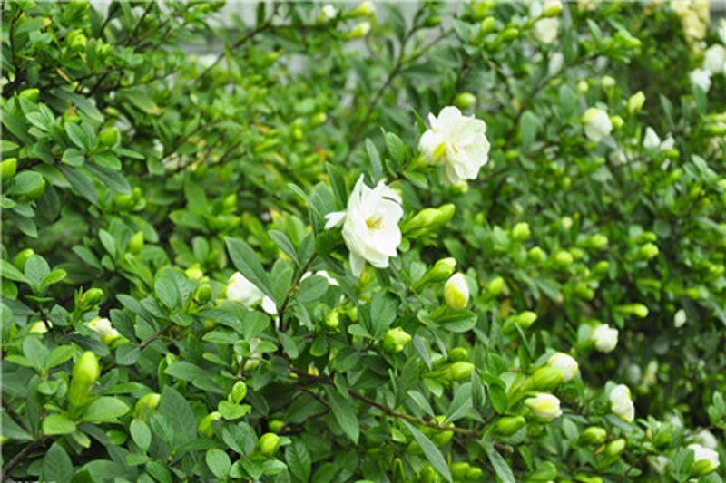绿植盆栽:打造自然美学的新时尚