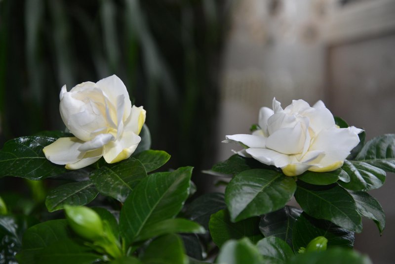 沭阳花木:一颗绿色明珠闪耀在江海之滨