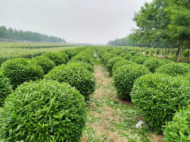 绿植盆栽，为家添一抹生机